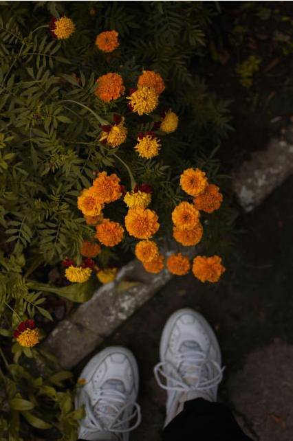 Florist Jordi
